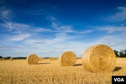 Seen here are rolled bales of straw in a farmland.