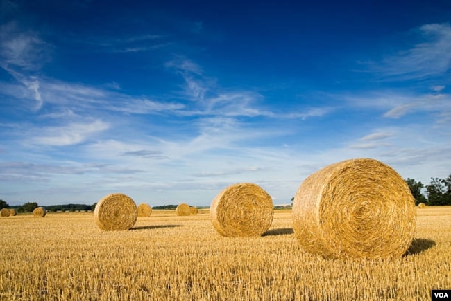 Seen here are rolled bales of straw in a farmland.