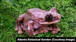 A Rabbs' fringe-limbed tree frog died at the Atlanta Botanical Garden in late September. It was the last known one alive.