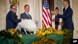  اوباما با دخترش ساشا و «چیز»، بوقلمونی که بنا به سنت در شب شکرگزاری مشمول عفو ریاست جمهوری قرار گرفته است. ۲۶ نوامبر ۲۰۱۴. کاخ سفید