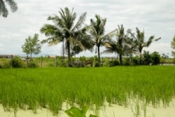 This rice field in Kampot province was also affected by rising of sea water. (Sun Narin/VOA Khmer)