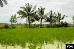 ស្រែរបស់កសិករក្នុងក្រុងកំពត ខេត្តកំពត ដែលត្រូវបានទឹកប្រៃហូរចូល កាលពីថ្ងៃទី ២ ខែតុលា ឆ្នាំ ២០២១។ (ស៊ុន ណារិន/VOA Khmer)