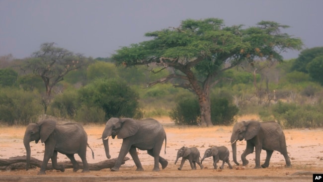 Una manada de elefantes caminan por la reserva natural de Zimbabwe, en búsqueda de agua. Más de 200 paquidermos han muerto debido a las sequías.