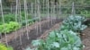 ဟင္းသီးသင္း႐ြက္ စိုက္ပ်ဳိးခင္း - Gardening Veggies