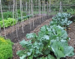 Pictured here, are hardy vegetables, such as cabbage and other seasonal greens, growing in Lee Reich's upstate New York garden. Growing fall vegetables is like having a whole other growing season in the garden. (AP Photo/Lee Reich)