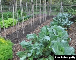 Pictured here, are hardy vegetables, such as cabbage and other seasonal greens, growing in Lee Reich's upstate New York garden. Growing fall vegetables is like having a whole other growing season in the garden. (AP Photo/Lee Reich)