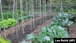 This undated image shows a garden with cabbage and other seasonal greens in New Paltz, New York. Cool weather brings out the best flavor from vegetables such as kale, broccoli, and carrots. (AP Photo/Lee Reich)