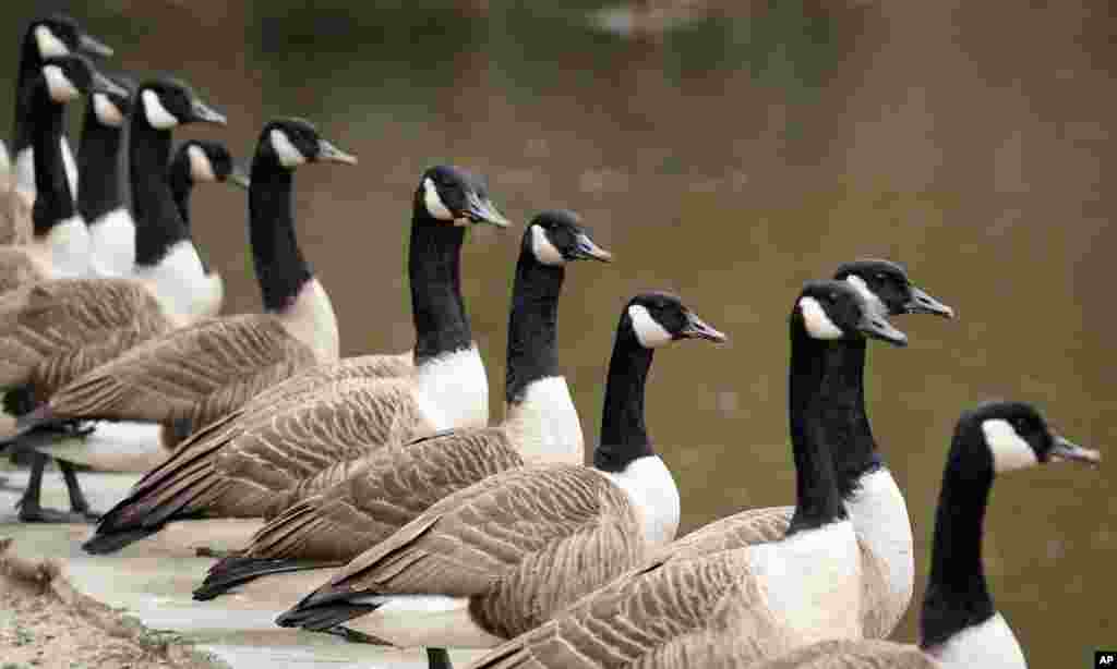 Canada geese are seen lining up along the Wissahickon creek in Philadelphia, Pennsylvania.