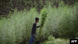 Ladang ganja di Indrapuri, Aceh.