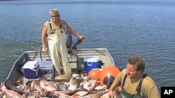 Commerical fisherman Chad Isaak and a partner haul in a boatload of invasive Asian Carp, Jul 2010