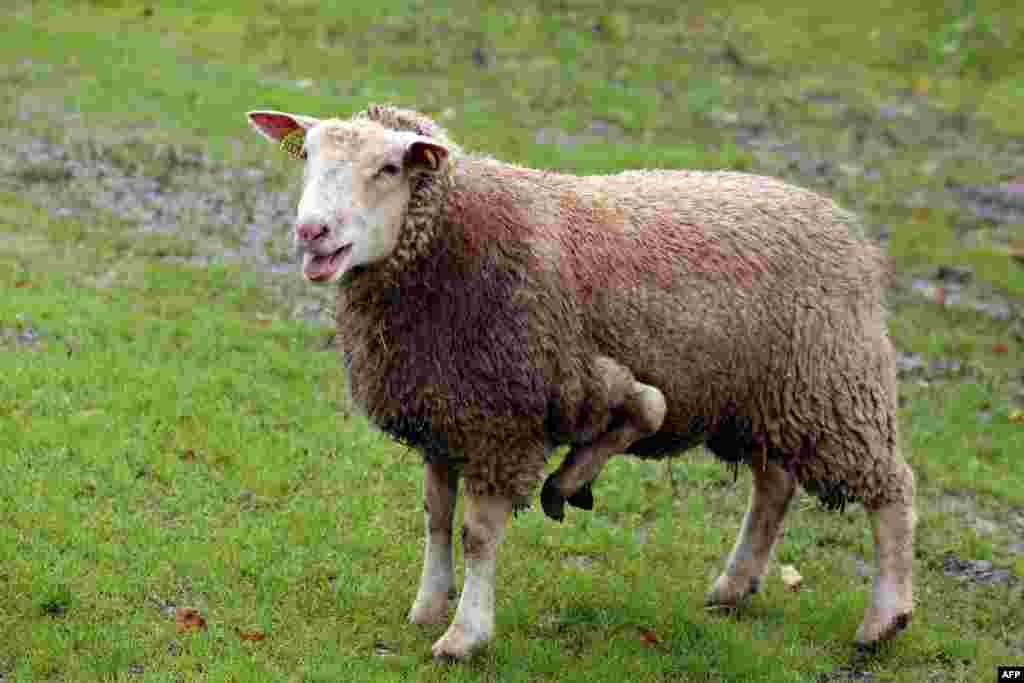 Five-legged female sheep in Condeon, France, that the owner tries to sell on the Internet