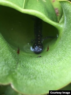 This image shows a pitcher plant with a trapped salamander inside. (M. Alex Smith/University of Guelph)