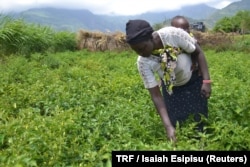 Pamela Chepkorir inspects her chilies in Kasaka village, Kenya, July 5, 2017.