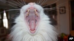 We’re not sure if this photo of “Oz” in mid-yawn ever got on the Web, but it ought to. Look at the fangs on this fellow.