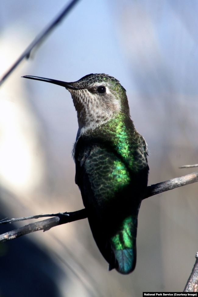 A hummingbird in Big Bend National Park