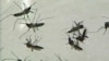 Rapid Blood Test Reveals Growing Resistance to Malaria