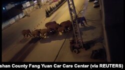 Kawanan gajah berjalan di sepanjang jalan di Eshan, Yunan, China, 27 Mei 2021 (Foto: Eshan County Fang Yuan Car Care Center via REUTERS)