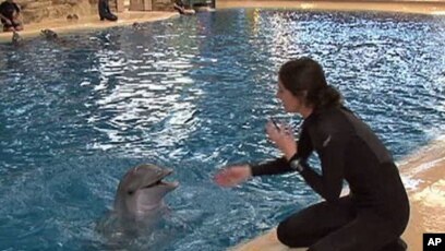 Brookfield Zoo Loses 7 Years of 'Magic' After Bottlenose Dolphin