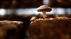 Mushroom Hunting Gains Popularity in US