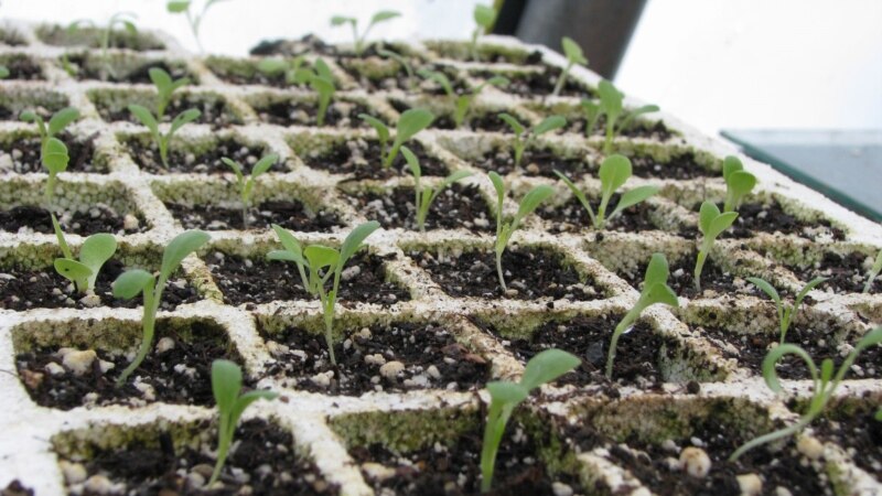 How to Transplant Your Garden