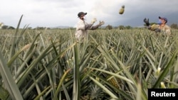 Pekerja Kolombia bekerja di perkebunan nanas di Pradera (foto: dok). Ilmuwan mempelajari genetika tanaman nanas untuk menghasilkan tanaman yang tahan terhadap kekeringan akibat kemarau. 