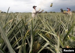 FILE - Men work on a crop of pineapples in Pradera, Colombia, Feb. 5, 2014.