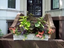 This window box is on the front steps to a brownstone home Brooklyn, NY. The owners entered their window box in the Greenest Block in Brooklyn contest. (Undated photo by Brooklyn Botanic Garden via AP,)