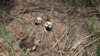 Human skulls suspected to belong to victims of a recent combat between government army and Kamuina Nsapu militia are seen on the roadside in Tshienke near Kananga, the capital of Kasai-central province of the Democratic Republic of Congo, March 12, 2017. 