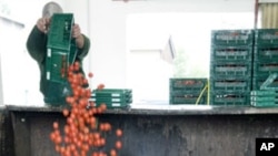 An employee of "Werder Frucht" vegetables company throws away tomatoes in Werder, eastern Germany, June 7, 2011