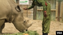 Sudan, the world’s last remaining male northern white rhino, is shown with his keeper at Ol Pejeta conservancy in Laikipia Plateau, Kenya, April 28, 2016. (J. Craig/VOA)