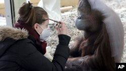 In this Monday, Feb. 8, 2021, file photo, a visitor with a mask observes an orangutan in an enclosure at the Schoenbrunn Zoo in Vienna, Austria. (AP Photo/Ronald Zak, File)