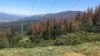 کیلی فورنیا : خشک سالی سے تقریباً 10کروڑ درخت سوکھ گئے