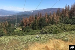 FILE - This photo shows patches of dead and dying trees near Cressman, Calif., June 6, 2016. (AP Photo/Scott Smith)