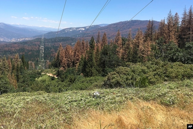 FILE - This photo shows patches of dead and dying trees near Cressman, Calif., June 6, 2016. (AP Photo/Scott Smith)