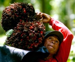 Seorang pekerja membawa buah sawit di pundaknya saat panen di sebuah perkebunan di Kabupaten Luwu, Provinsi Sulawesi Selatan, 11 Agustus 2009. (Foto: REUTERS/Yusuf Ahmad)
