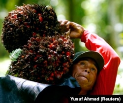 Seorang pekerja membawa buah sawit di pundaknya saat panen di sebuah perkebunan di Kabupaten Luwu, Provinsi Sulawesi Selatan, 11 Agustus 2009. (Foto: REUTERS/Yusuf Ahmad)