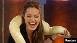 U.S. actress Angelina Jolie obviously does not have herptophobia, an extreme fear of snakes and reptiles. She laughs holding a snake on her shoulders.