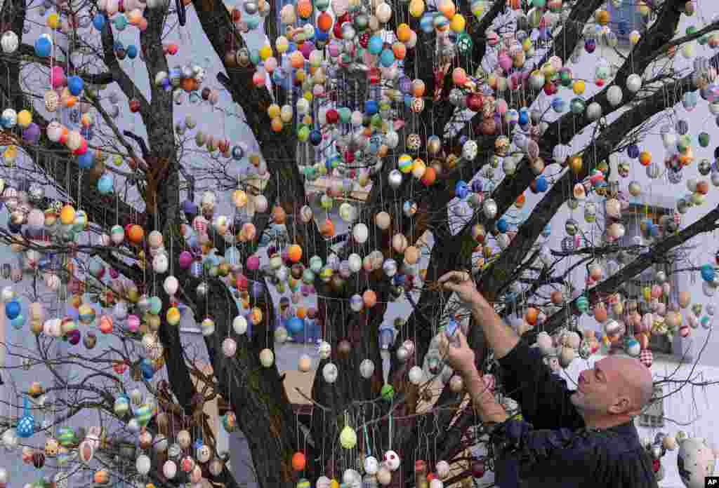 Uwe Gerstenberg fixes Easter eggs on a robinia tree with more than 10,000 painted Easter eggs in Saalfeld, central Germany, Friday.