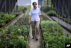 Luisa Rosado Seijo, manager of the ecological recovery program developed by Para la Naturaleza, a nonprofit organization, tours one of the NGO's nurseries in the in Rio Piedras Botanical Garden, in San Juan, Puerto Rico. "This is a project where we really won't see the results," she said. "The results will be from now to 100 years."
