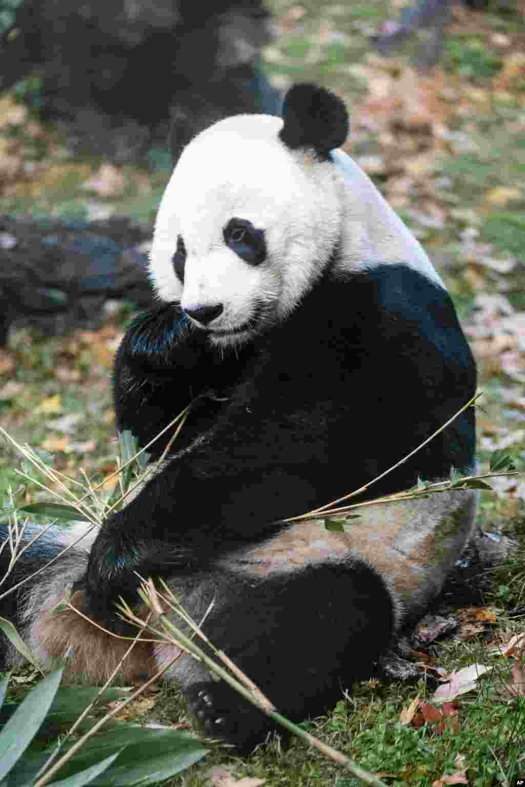 Bei Bei vivió durante 4 años en el zoológico de Washington DC.