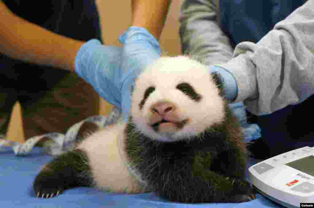 El hábitat de los pandas en el Zoológico Nacional está cerrado al público por ello se ha conectado una cámara de video en vivo para poder observar sus movimientos y comportamientos, tanto de la mamá como del bebé panda.