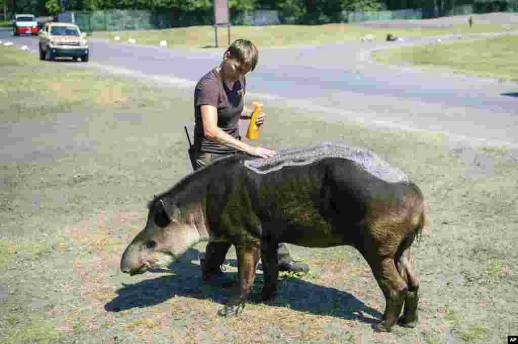 An animal keeper puts suntan lotion on a lowland tapir during the hot summer weather in an animal park in Hodenhagen, Germany. Germany faces a heatwave with high temperatures and UV radiation.