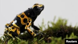 A Dendrobates leucomelas frog is pictured at a terrarium in Caracas November 30, 2015. 