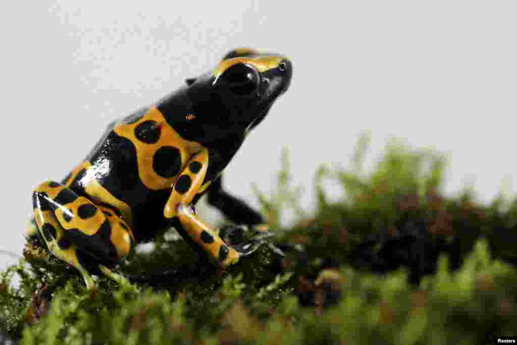 A Dendrobates leucomelas frog is pictured at a terrarium in Caracas.&nbsp;Venezuelan frogs and toads are in critical danger due to climate change as rising temperatures complicate reproduction and spread a deadly fungus, say scientists, who liken the species to canaries in a coalmine warning of imminent danger.&nbsp;
