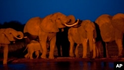 Elephants gather at the end of the day to drink at a watering hole in Tsavo East National Park, Kenya.