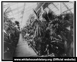 Interior of the White House conservatory complex about 1890.