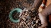 World's Top Cocoa Producers Fight to Protect Forests