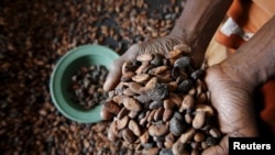 FILE - A worker holds cocoa beans at SAF CACAO, a export firm in San-Pedro, Ivory Coast, Jan. 29, 2016. 