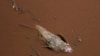 A dead fish floats in the Paraopeba River, full of mud that was released by the collapse of a mining company dam near a community of the Pataxo Ha-ha-hae indigenous people in Brumadinho, Brazil, Jan. 29, 2019. 