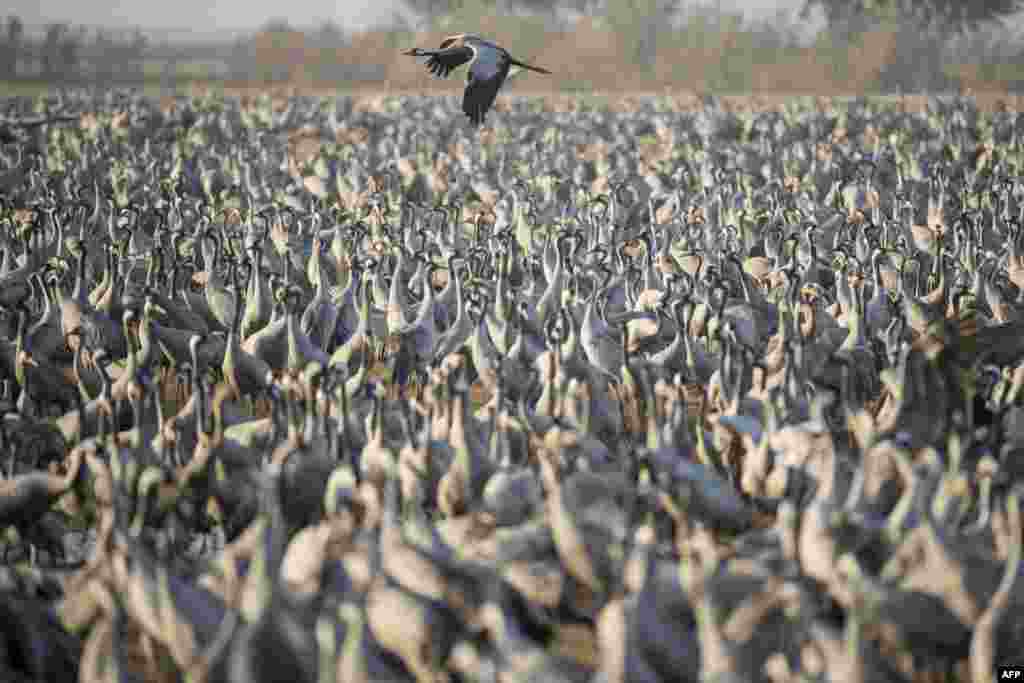 Puluhan ribu burung bangau yang melakukan migrasi dari Eropa berkumpul di danau Agamon Hula di Israel utara.